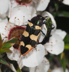 Castiarina interstitialis