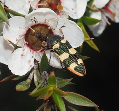 Castiarina interstitialis