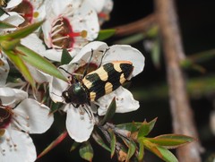 Castiarina interstitialis