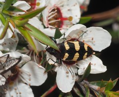 Castiarina interstitialis