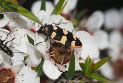 Castiarina interstitialis