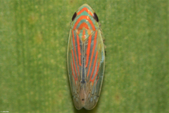 Linnavuoriella arcuata