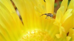 Meriphus