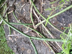 Selenicereus spinulosus