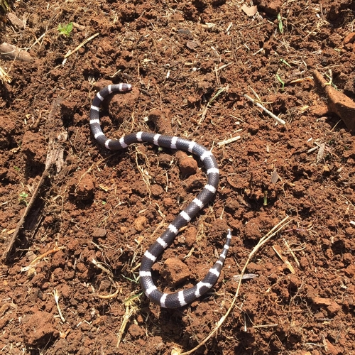 Eastern Bandy Bandy sighting