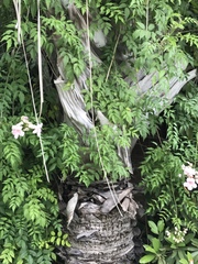 Dypsis decaryi