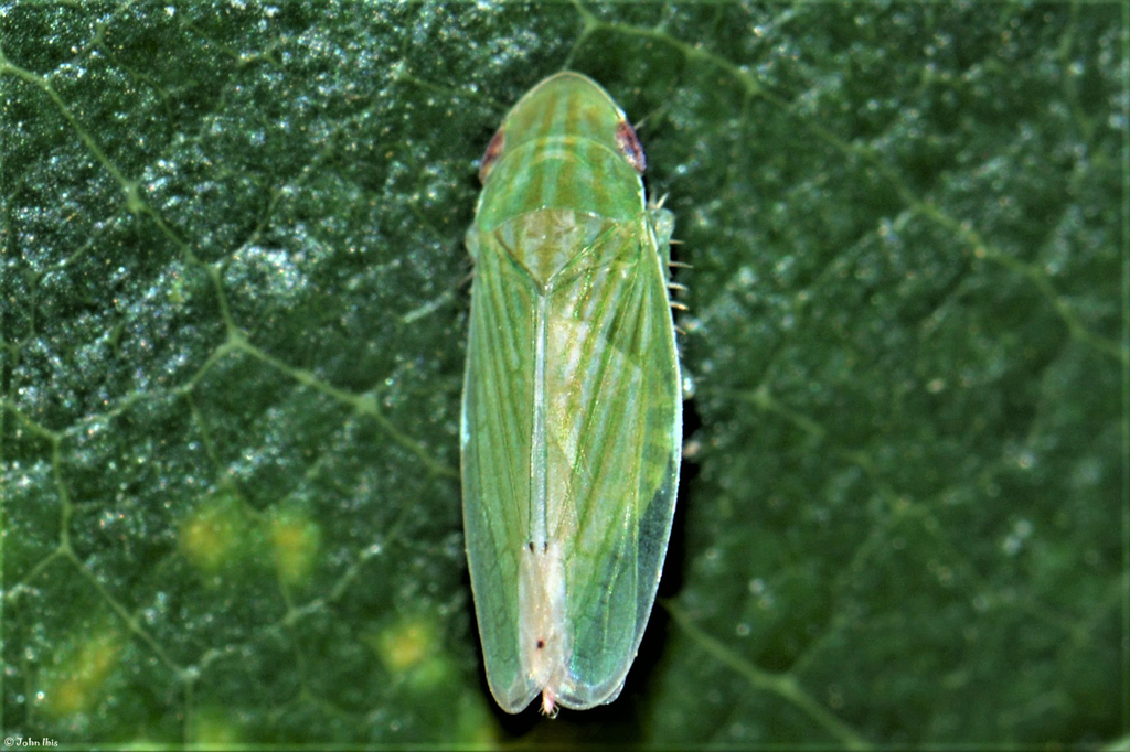 Thomsonia