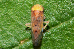 Waigara