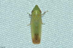 Dryadomorpha