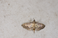 Cnaphalocrocis limbalis