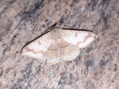 Ericeia