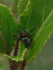 Plecomera thunbergii