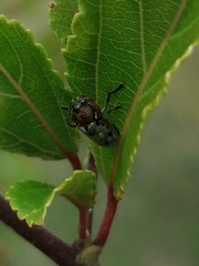 Plecomera thunbergii