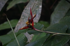 Heliconia mathiasiae