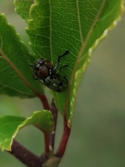 Plecomera thunbergii