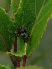 Plecomera thunbergii