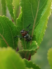 Plecomera thunbergii