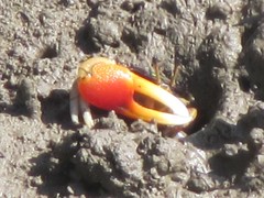 Tubuca coarctata