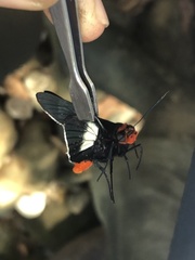 Pyrrhopygopsis socrates