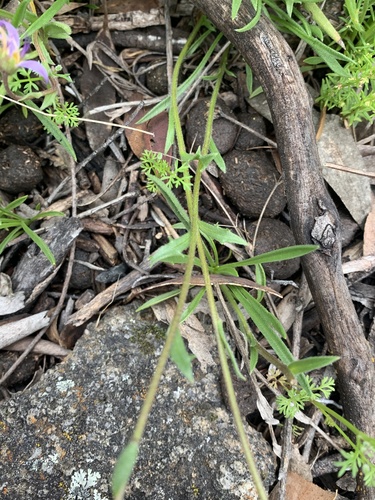 Calotis scabiosifolia, photograph 2