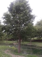 Taxodium mucronatum