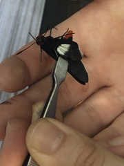 Pyrrhopygopsis socrates