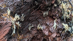 Helminthosphaeriaceae