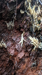 Helminthosphaeriaceae