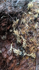 Helminthosphaeriaceae