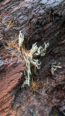 Helminthosphaeriaceae