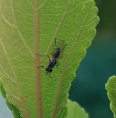 Anaphalantus longicornis