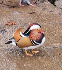 Aix galericulata