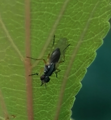 Anaphalantus longicornis