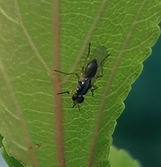 Anaphalantus longicornis
