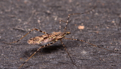 Amphineurus hudsoni