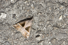 Hypena trigonalis