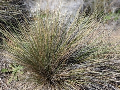 Rhynchospora rugosa