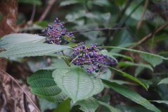Miconia lamprophylla