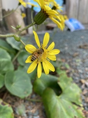 Apis mellifera