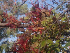 Lysiphyllum cunninghamii
