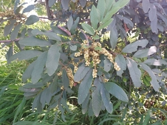 Cupaniopsis tomentella