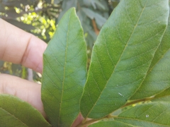 Cupaniopsis tomentella