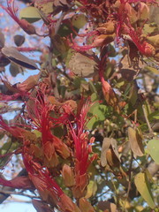 Lysiphyllum cunninghamii