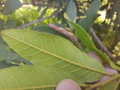 Cupaniopsis tomentella