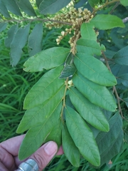 Cupaniopsis tomentella
