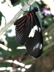 Heliconius sara