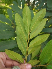 Cupaniopsis tomentella