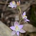 Thelymitra latifolia - Photo (c) Michael Keogh, some rights reserved (CC BY-NC-SA), uploaded by Michael Keogh