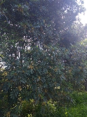 Cupaniopsis tomentella