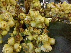 Cupaniopsis tomentella